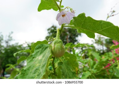 Thai Eggplant Vegetable