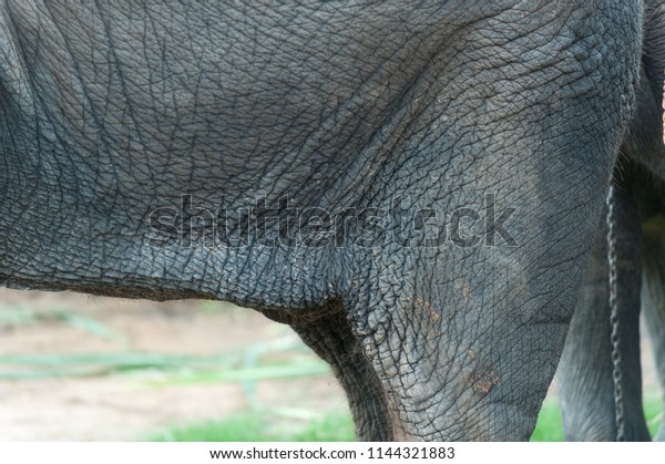 Elephant Belly Button