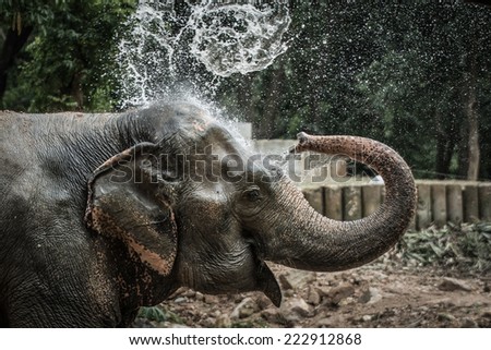 Thai elephant daily bath