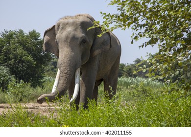 Thai elephant, Elephant village Thailand.
