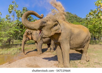 Thai Elephants At An Elephant Sanctuary