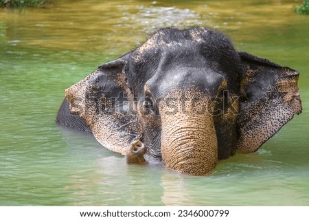 Thai elephants are playing in the stream.