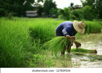 thai farmer