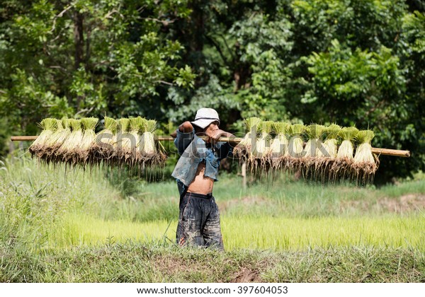 Thai farmer grow rice in the rainy season. He is\
carring the rice sprouts on the shoulder.they are soaked with water\
and mud to be prepared for planting. wait three months to harvest\
crops.