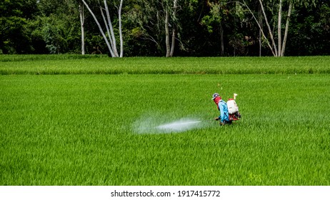 Thai farmers spray chemicals in rice fields - Shutterstock ID 1917415772
