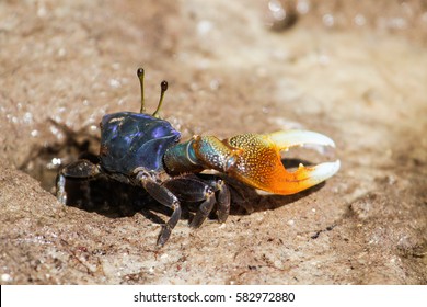 Thai Fiddler Crab On The Mud In Mangrove. Mida Creek. Kenya.