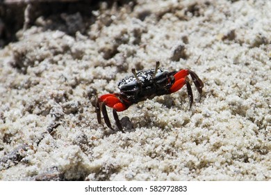 Thai Fiddler Crab On The Mud In Mangrove. Mida Creek. Kenya.