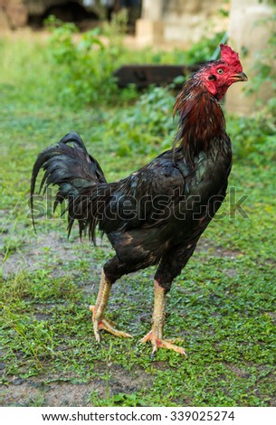 Similar – Glückliches Freilandhuhn