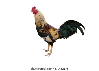 Folk Cocks On White Background Stock Photo (Edit Now) 1662995524