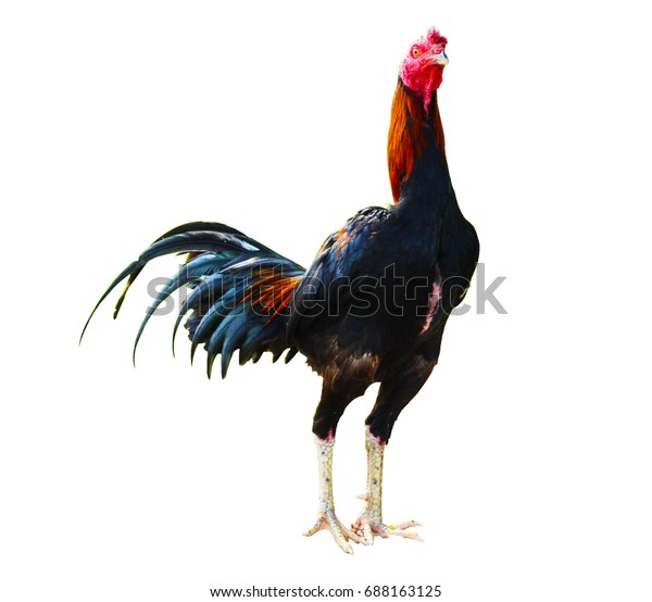 Thai Fighting Cock Stand Front Isolated Stock Photo (Edit Now) 688163125