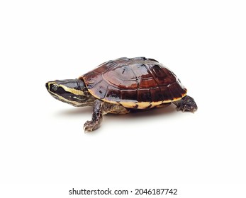 1,960 Turtle lotus Images, Stock Photos & Vectors | Shutterstock