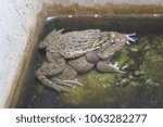 Thai Frog Frog