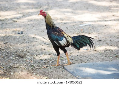 5,303 Thailand Cock Fighting Images, Stock Photos & Vectors | Shutterstock