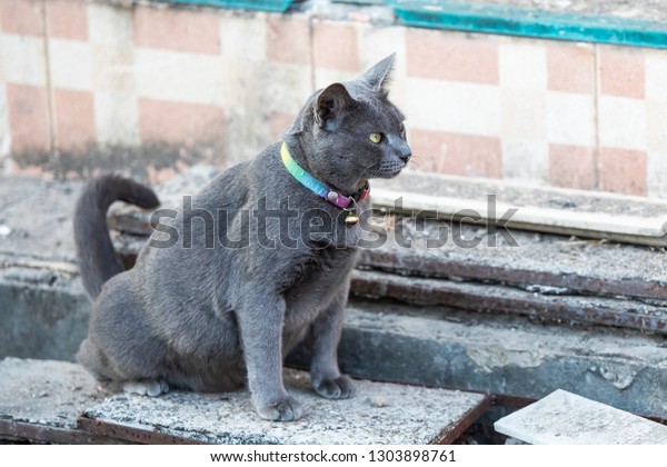 Thai Gray Cat Peeing On Cement Stock Photo Edit Now 1303898761