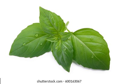 Thai or holy fragrant spear-like basil (Ocimum sanctum) leaves. Top view, clipping paths, shadow separated - Powered by Shutterstock