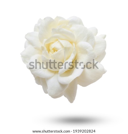 Thai jasmine white flower  isolated on white background.This has clipping path. ( Jasmine photo stacked full depth field ) 