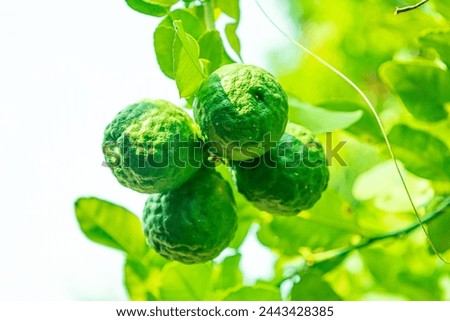 Thai Kaffir lime has a sour taste, kaffir lime juice is used in place of lemon and used as a shampoo, leaves are used for cooking to add aroma and not fishy