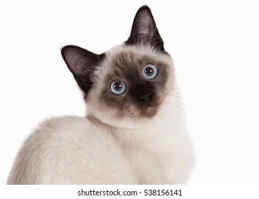 Thai Kitten Images, Stock Photos 