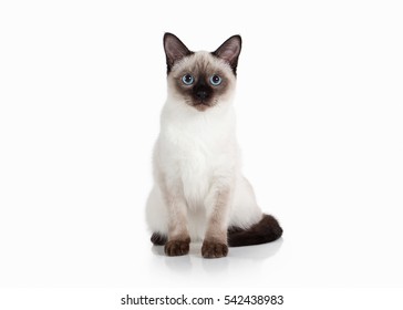 Thai Kitten On White Background