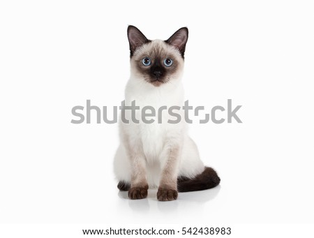 Thai kitten on white background