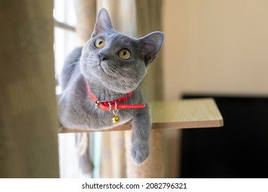 Korat Images Stock Photos Vectors Shutterstock