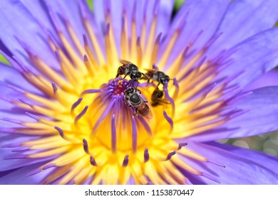 thai lotus And bee