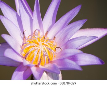 Thai Lotus Flower Dauben Scientific Name Stock Photo Edit Now 388784329