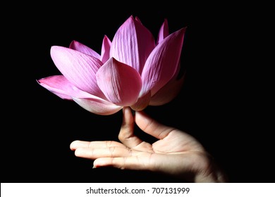 Thai lotus flower open in hand peace and zen