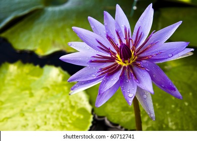 Thai lotus  