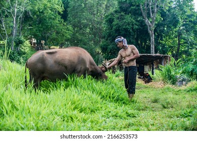 Thai Man With Water Buffalo In A Rice Field In Mae Hong Son Province, Thailand