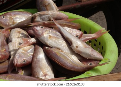 Thai marine fishery industry, marine fish that fishing boats go out to catch in the Gulf of Thailand.