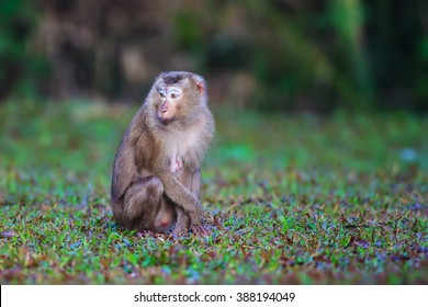 Thai monkey in public park, selective focus point