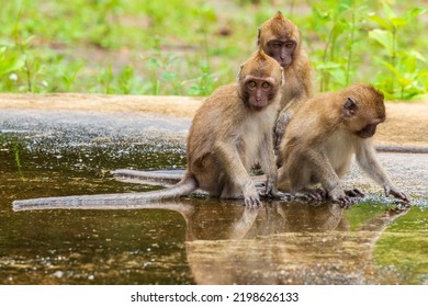Thai Monkeys In Amphoe Phanom Khlong Sok Thailand