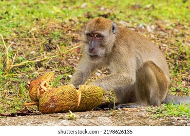 Thai Monkeys In Amphoe Phanom Khlong Sok Thailand