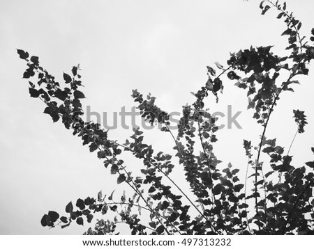 Similar – Image, Stock Photo Trees reflected in mud puddle