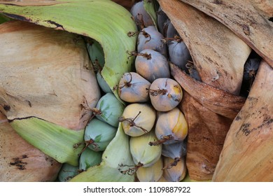 Thai native banana,Elephant banana, Ensete glaucum or Musa glauca Roxb.