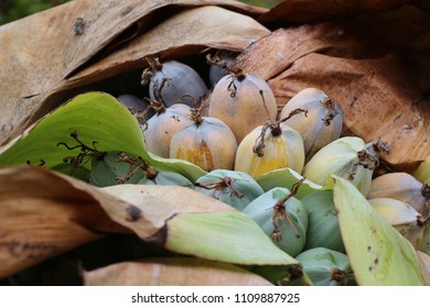 Thai native banana,Elephant banana, Ensete glaucum or Musa glauca Roxb.