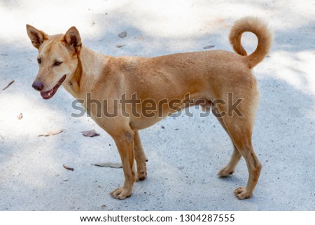 Thai native dog, Brown dog standing on the street, Male light brown dog on cement concrete floor.
