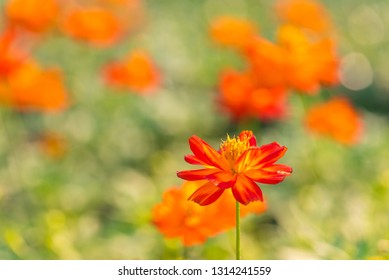 Cosmos Blossoms Images Stock Photos Vectors Shutterstock