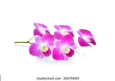 Thai orkid Restoran Orkid