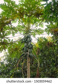 Thai Papaya Tree With Papaya Fruit In Integrated Farming, Among Mango Tree