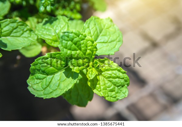 Thai Peppermint Kitchen Mint Vegetable Organic Stock Photo Edit