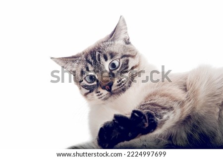 Similar – cat Animal Pet Cat 1 Sit