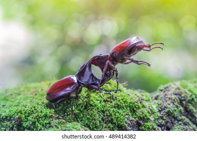 Thai Rhinoceros Beetle