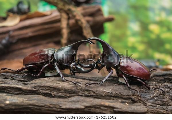 Thai rhinoceros beetle facing one another on wood\
in forest