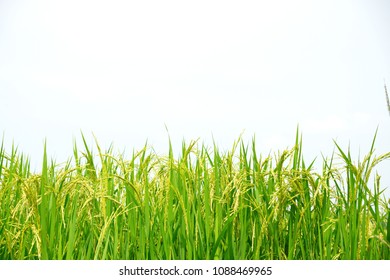 Thai Rice Field At Prajinburi Province Thailand