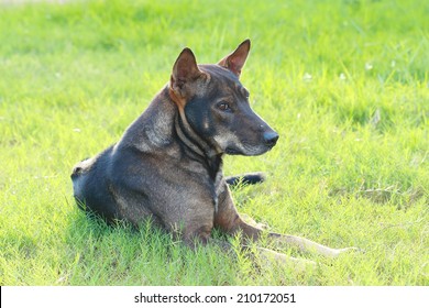 Thai Ridgeback Dog