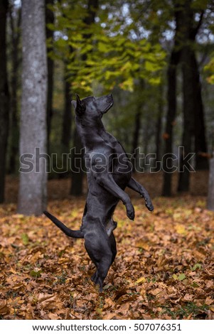 Similar – Foto Bild Laubtanz Herbst Blatt Wald