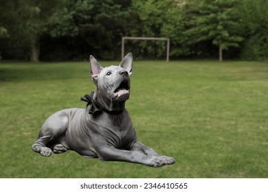 Thai Ridgeback puppy. black Thai Ridgeback Dog It is an ancient native dog of Thailand, medium sized, short haired, triangular ears. Black nose tip and wedge-shaped mouth The long