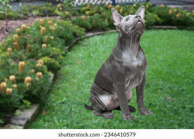 Thai Ridgeback puppy. black Thai Ridgeback Dog It is an ancient native dog of Thailand, medium sized, short haired, triangular ears. Black nose tip and wedge-shaped mouth The long